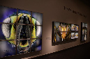 Wasp_exhibition__DSC3471